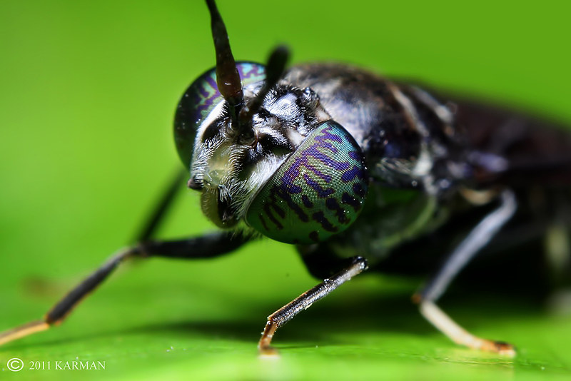 Insectes-pup-Black-soldier-fly-Dilepix
