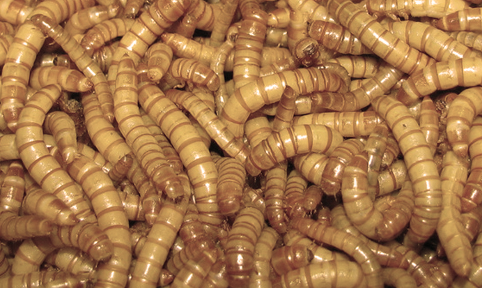 tenebrio-molitor-elevage-industriel-insectes
