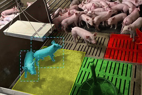 mesure-activite-porcelets-dilepix-1