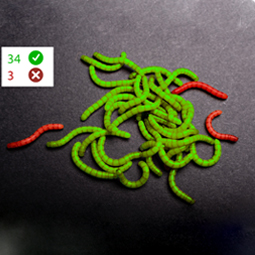 comptage-automatique-taux-mortalite-larves-tenebrio-molitor-Dilepix