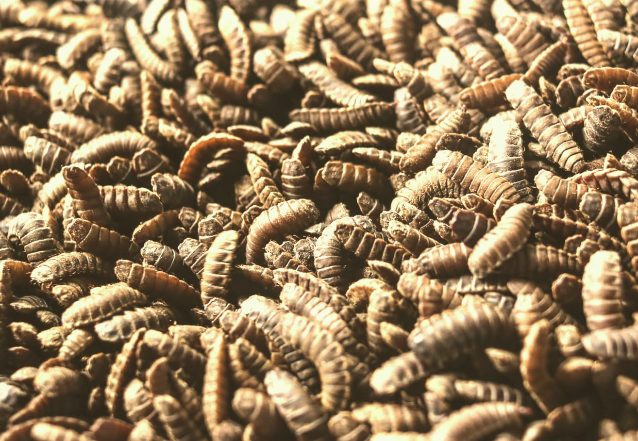 performances-elevages-insectes