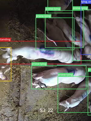 bounding-box-pig-activity-dilepix