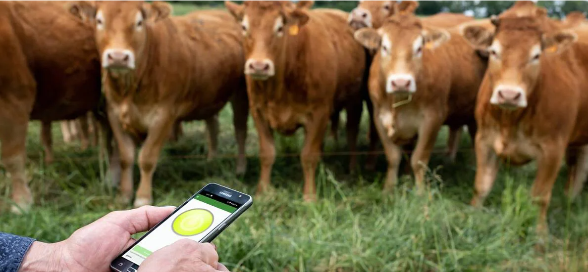 Monitoring on smartphone for livestock to know activity