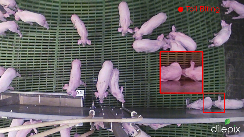 Tail solution logicielle de Dilepix qui détecte les morsures de queues entre porcs