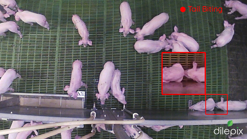 Dilepix thanks to a solution to detect cases of caudophagy