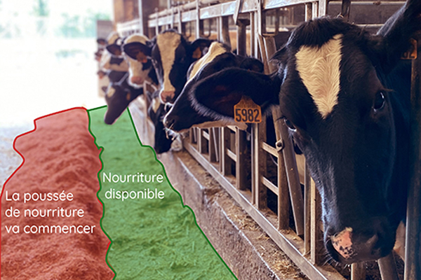 robotique-elevage-bovin-dilepix