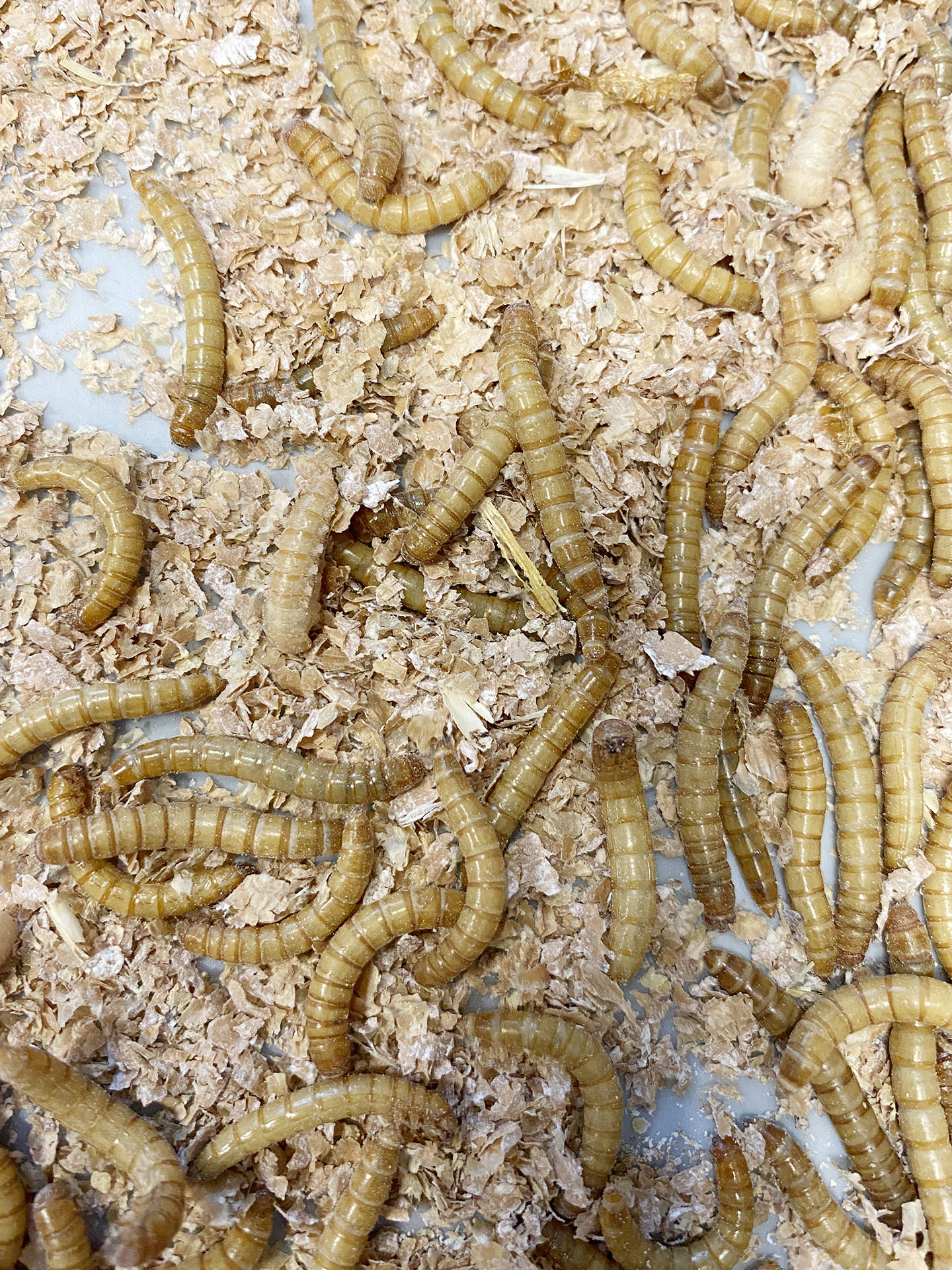 tenebrio-molitor-larvae-count-dilepix