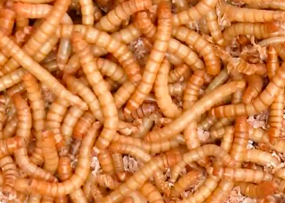 tenebrio-molitor-larvae
